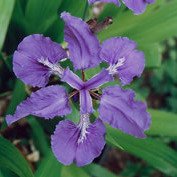 Logo PEPINIERE DES AVETTES